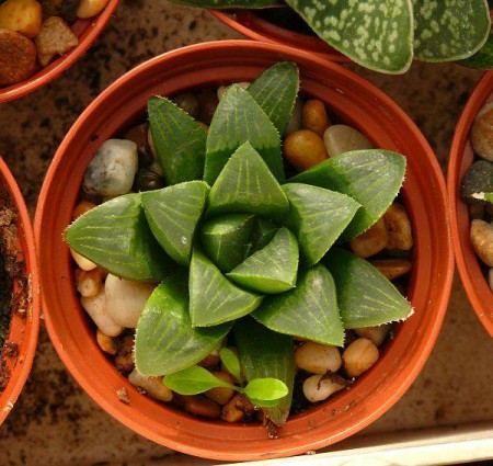 HAW7 - Haworthia magnifica 